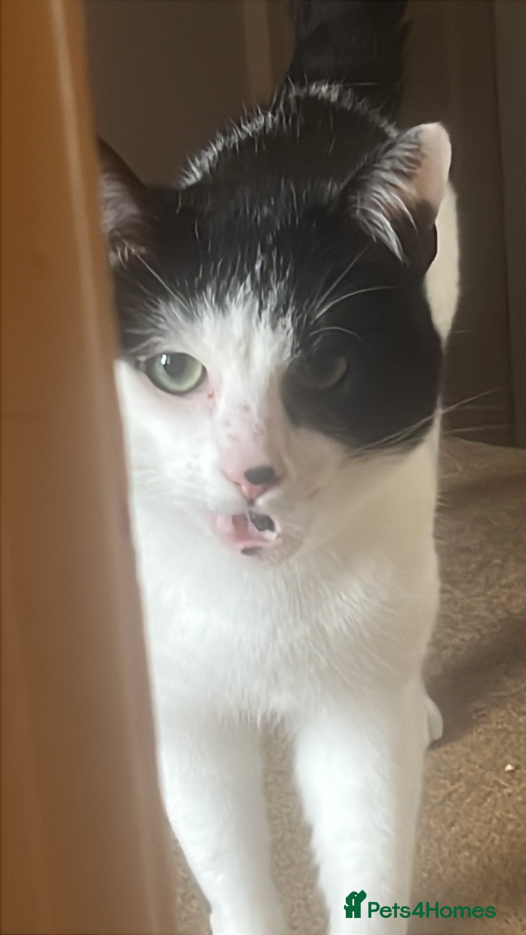 Mixed Breed cats for sale: 2 bonded cats - Advert 3