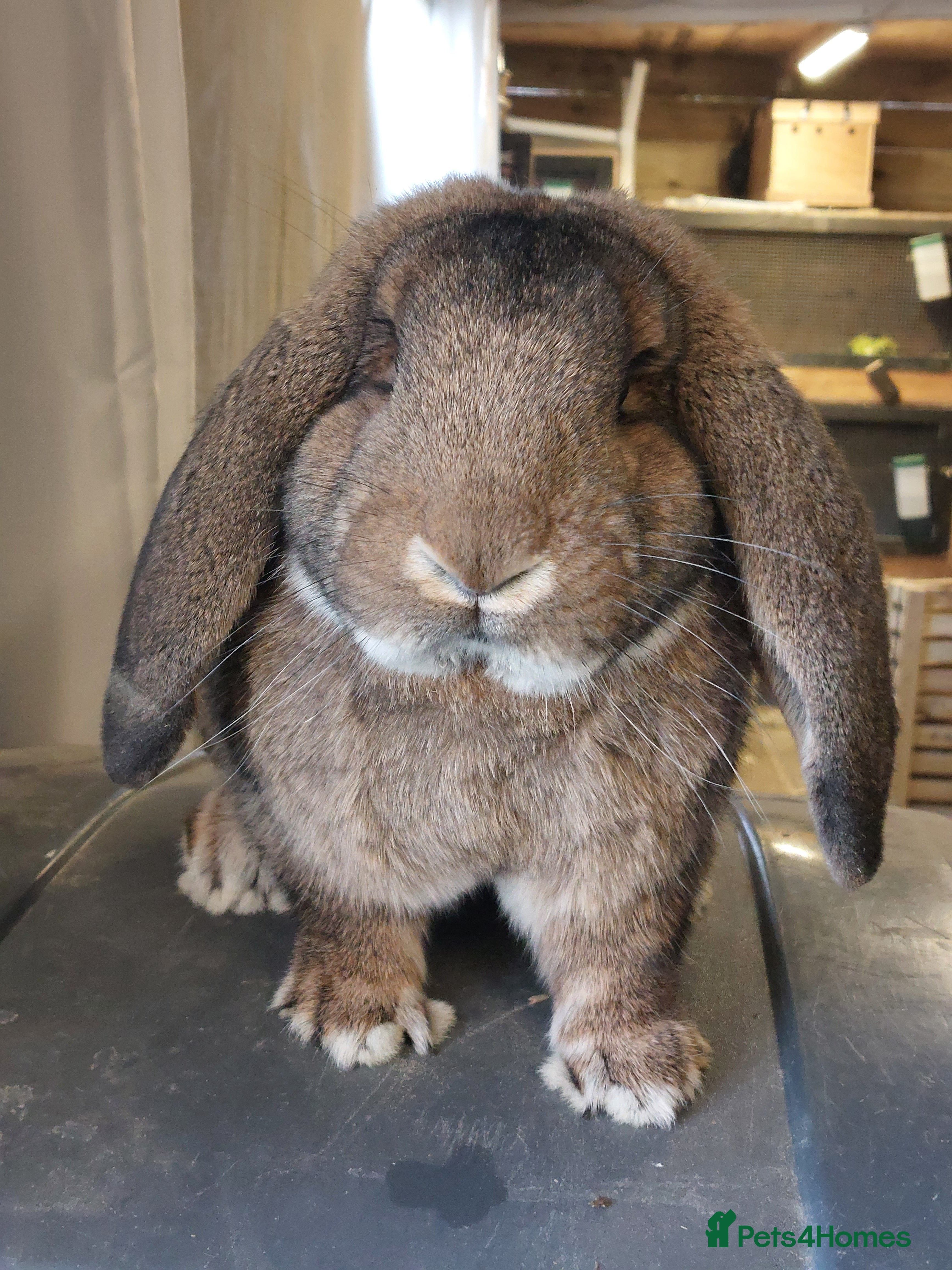 French Lop rabbits **French Lop Buck** - Advert 7