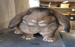 French Lop rabbits for sale: **French Lop Buck** - Image 1