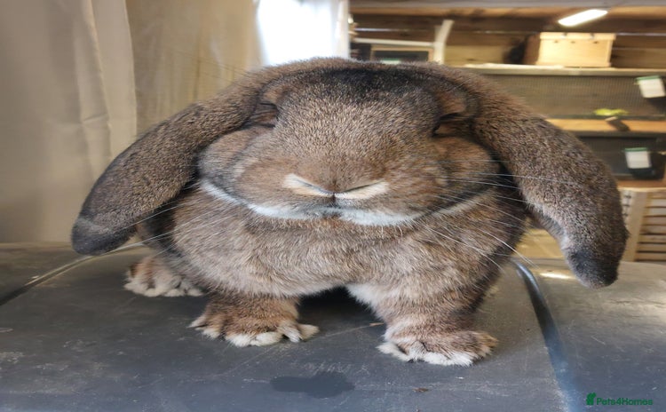 French Lop rabbits - Advert 2