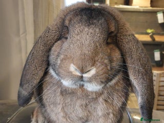 French Lop rabbits - Advert 1