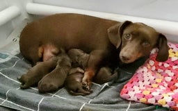 Miniature Dachshund dogs for stud: Proven, KC Reg, PRA clear, Miniature Dachshund  in Hinckley - Image 17