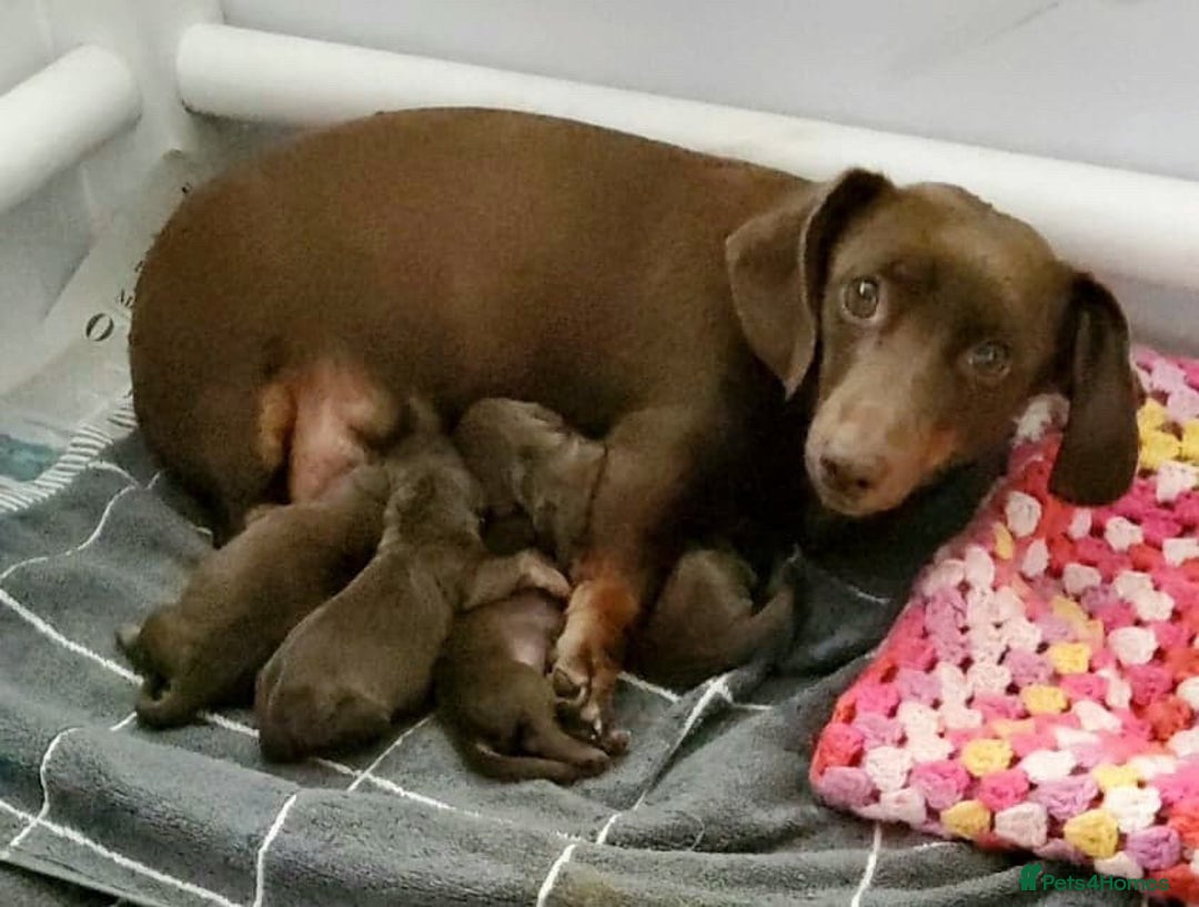 Miniature Dachshund dogs for stud: Proven, KC Reg, PRA clear, Miniature Dachshund  in Hinckley - Image 17