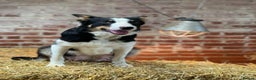 Border Collie dogs for sale: ISDS Border Collie Pups - Advert 17