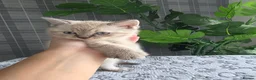 British Longhair cats for sale: Beautiful British Longhair Kittens Teddy Bear Look - Advert 9