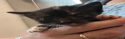 Mixed Breed cats for sale: Half bengal kittens  - Advert 10