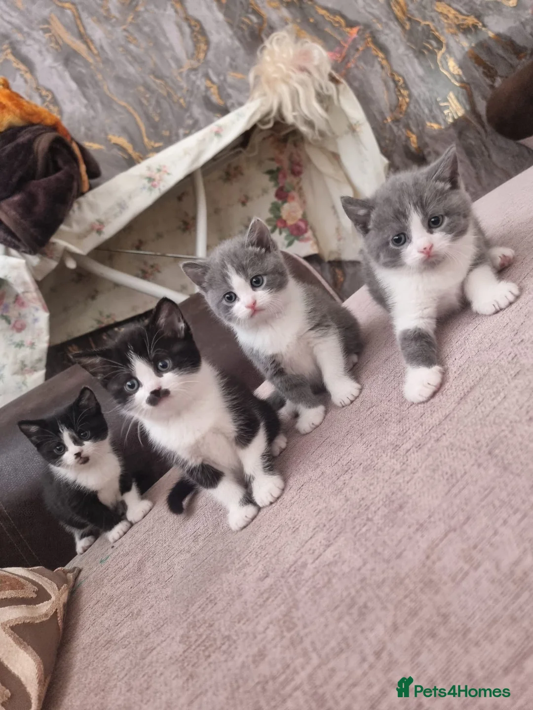 British Shorthair cats for sale: 4 Mixed British Short-Hair kittens  - Advert 7