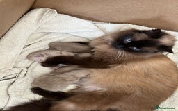 Ragdoll cats for sale: Pedigree Mink Ragdoll kittens  - Image 12