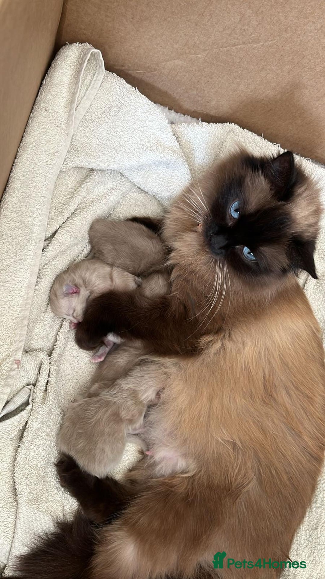 Ragdoll cats for sale: Pedigree Mink Ragdoll kittens  - Image 12