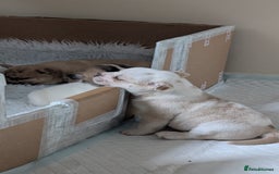 Mixed Breed dogs for sale: 3x Female French Bulldog X Chow Chow puppies.   - Advert 24