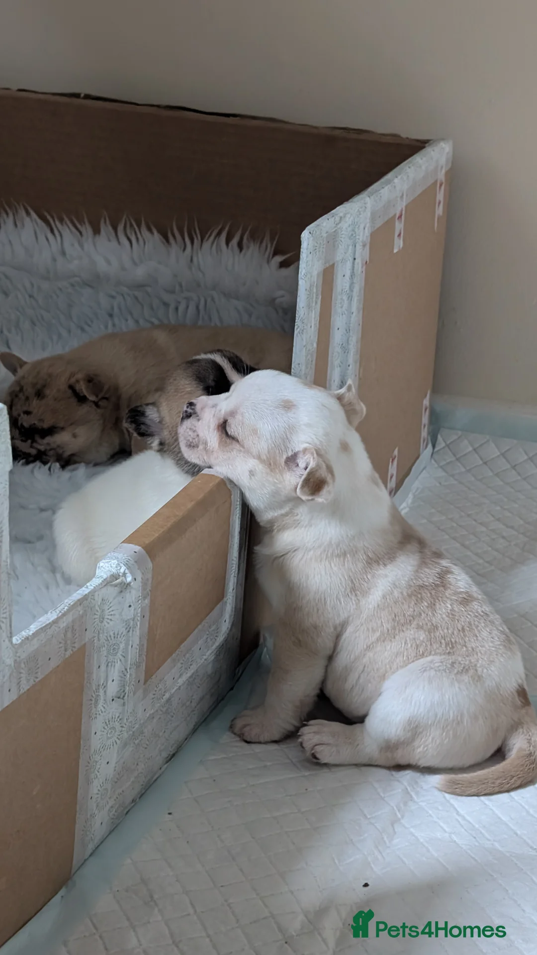 Mixed Breed dogs for sale: 3x Female French Bulldog X Chow Chow puppies.   - Advert 26