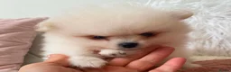 Pomeranian dogs for sale: Snow White Pomeranian for sale - Advert 17