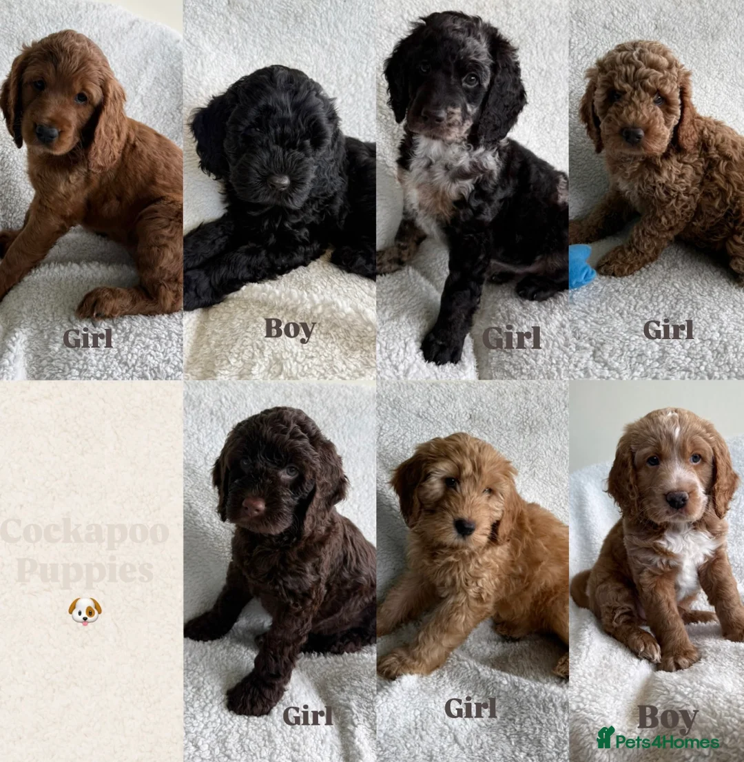 Cockapoo dogs for sale: Cuddly Cockapoo puppies!  - Advert 1