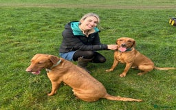 Labrador Retriever dogs for stud: Dark Fox Red KC Labrador for Stud in Hereford - Image 3