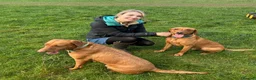 Labrador Retriever dogs for stud: Dark Fox Red KC Labrador for Stud in Hereford - Advert 5