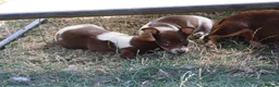 Jack Russell dogs for sale: Mini Jack Russel Terriers - Advert 25
