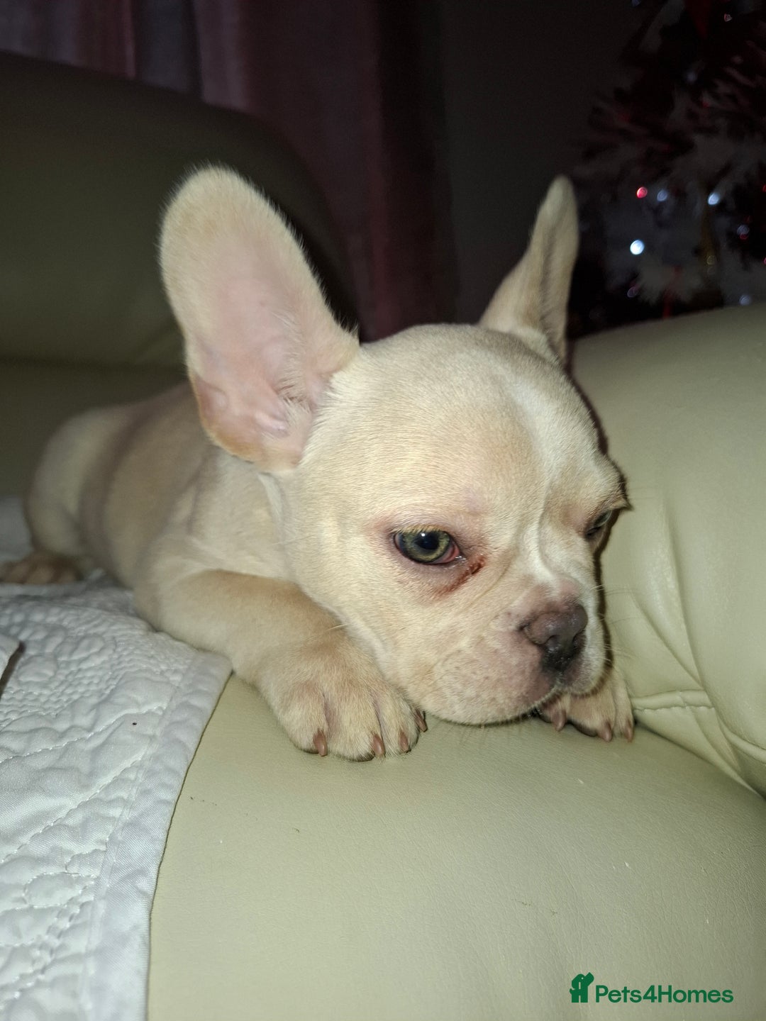French Bulldog dogs for sale: French bulldog price is negotiable  - Advert 4