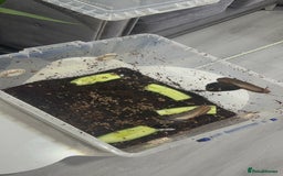 Mixed Breed rodents for sale: African land snail babies.  - Image 1
