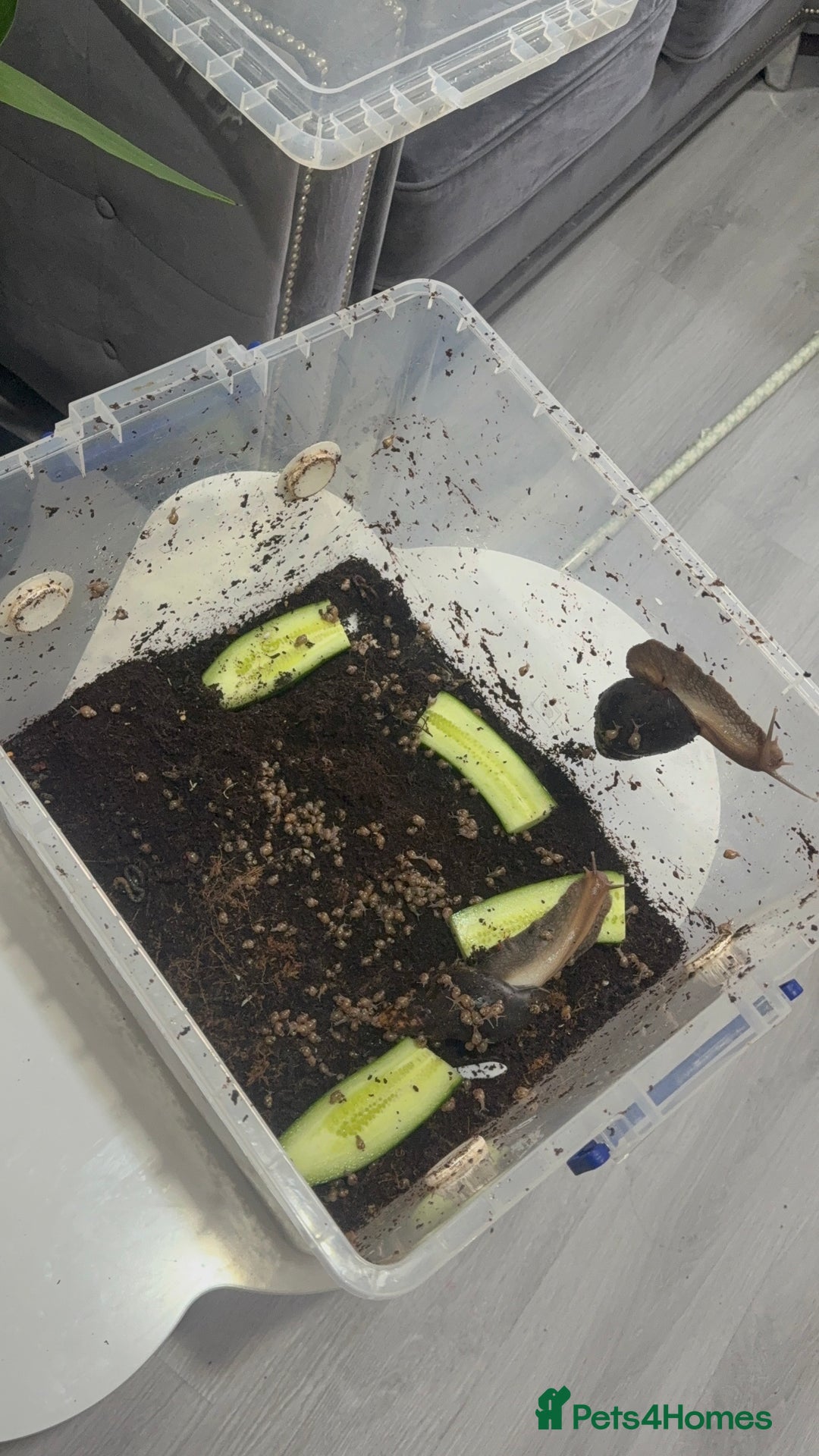 Mixed Breed rodents for sale: African land snail babies.  - Image 1