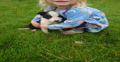 Border Collie dogs - Advert 13
