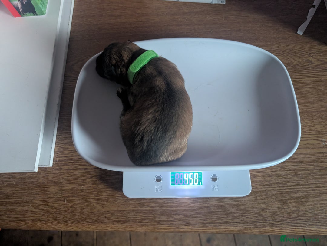 Mixed Breed dogs for sale: Mali X Alsatian and Caucasian X Alsatian. - Advert 6