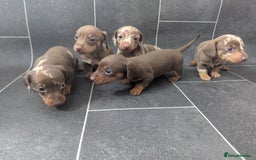 Miniature Dachshund dogs for sale: Beautiful mixture of chocolate and cream mini's - Image 1