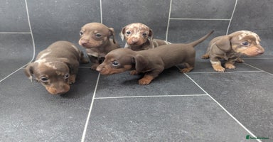 Miniature Dachshund dogs - Advert 14