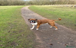 Boxer dogs for stud: Full pedigree boxer dog for stud  in Runcorn - Image 3