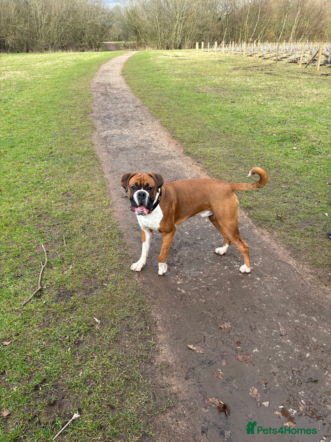 Boxer dogs for stud: Full pedigree boxer dog for stud  in Runcorn - Image 3