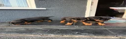 Rottweiler dogs for sale: Chunky Rottweiler puppies - Advert 10