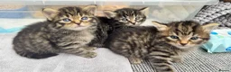 Mixed Breed cats for sale: Beautiful kittens 😻 - Advert 29