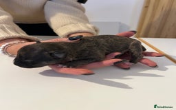 English Bull Terrier dogs for sale: Champion line EBT Puppies - Image 31