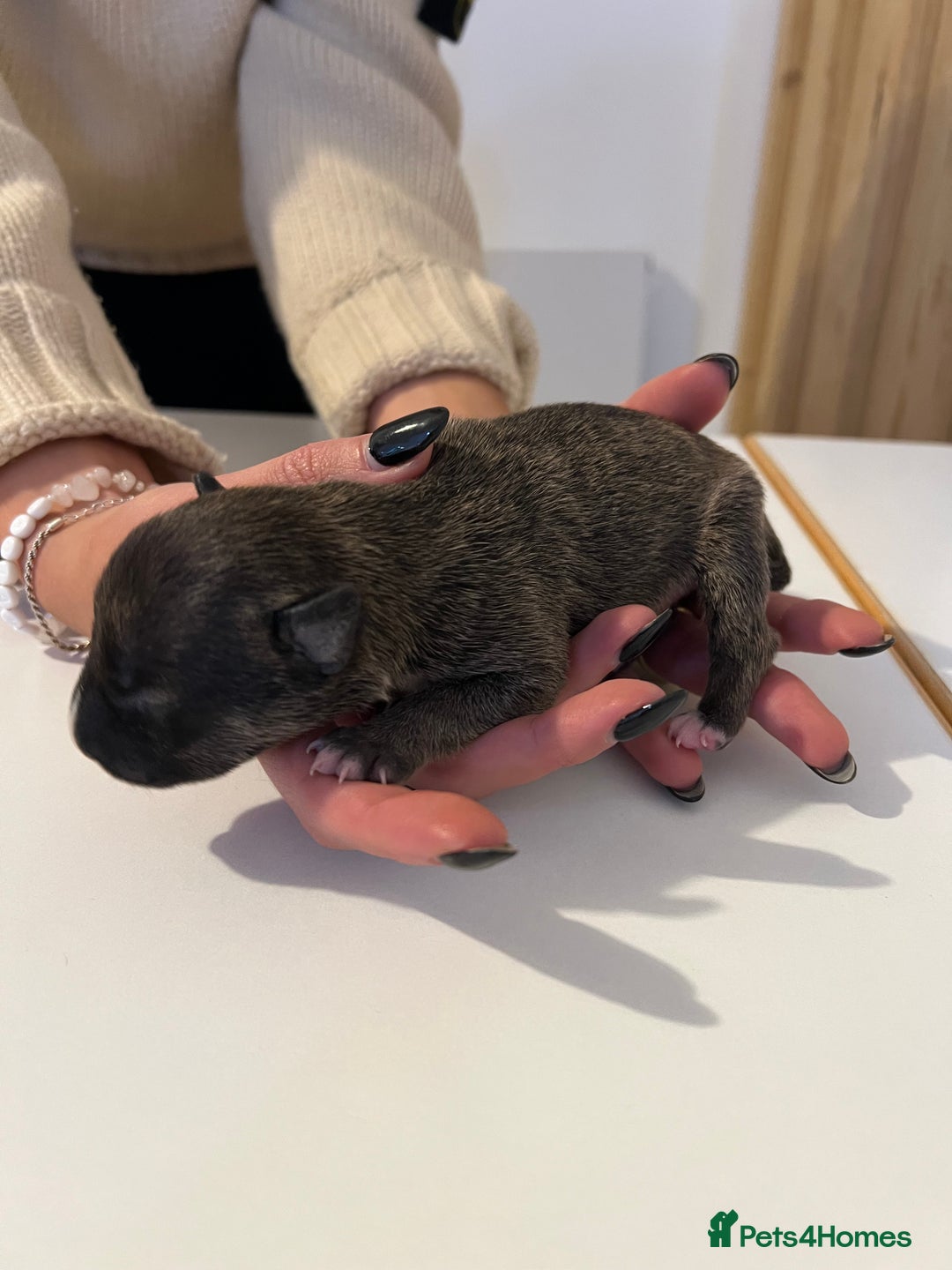 English Bull Terrier dogs for sale: Champion line EBT Puppies - Image 31