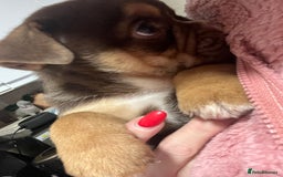 Mixed Breed dogs for sale: 3/4 English bulldog babies  - Image 11