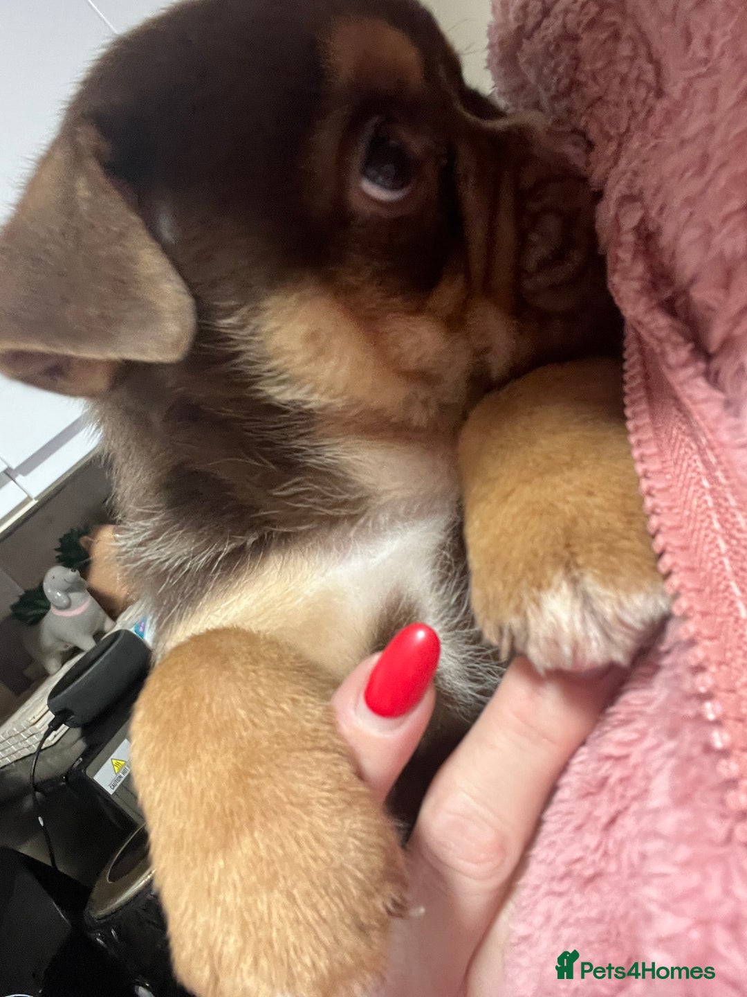 Mixed Breed dogs for sale: 3/4 English bulldog babies  - Image 11