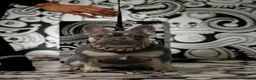 French Bulldog dogs for sale: Frechies pups Lilac & tans, Isabella & tan - Advert 22