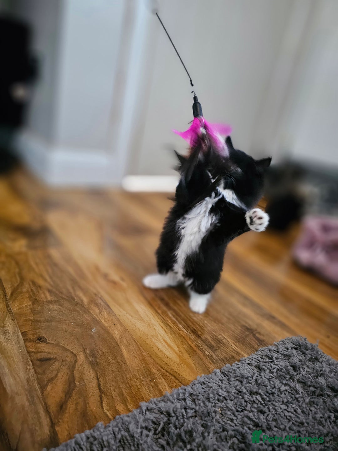 Mixed Breed cats for sale: 4 Gorgeous Bombay-Heritage Kittens- Litter Trained - Advert 24