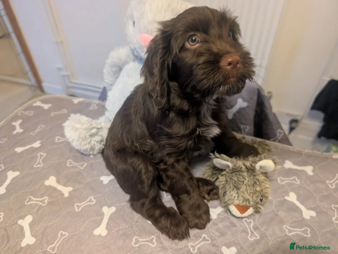 Cockapoo dogs for sale: Reserved - Beautiful Chocolate Cockapoo Pup - Advert 4