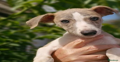Whippet dogs - Advert 9