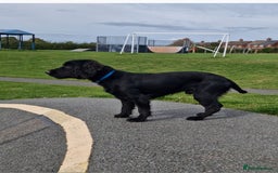 Cocker Spaniel dogs for sale: Working Cocker spaniel - Image 1
