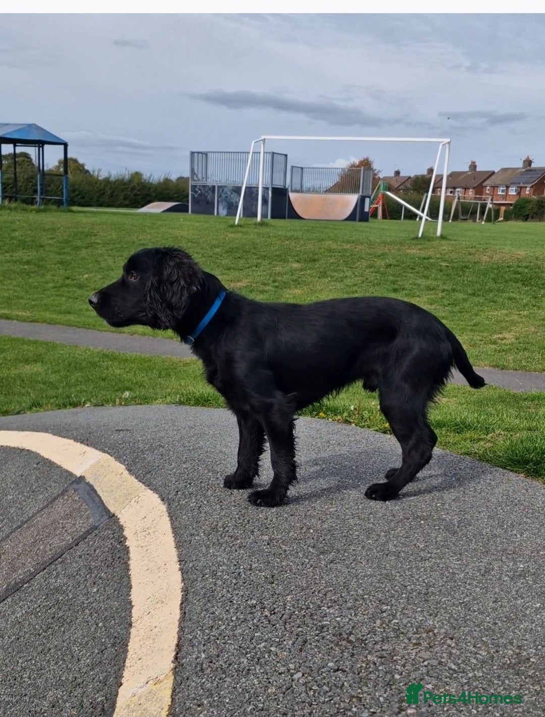 Cocker Spaniel dogs for sale: Working Cocker spaniel - Image 1