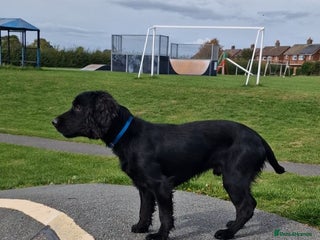 Cocker Spaniel dogs - Advert 8