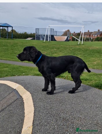 Cocker Spaniel dogs - Advert 12