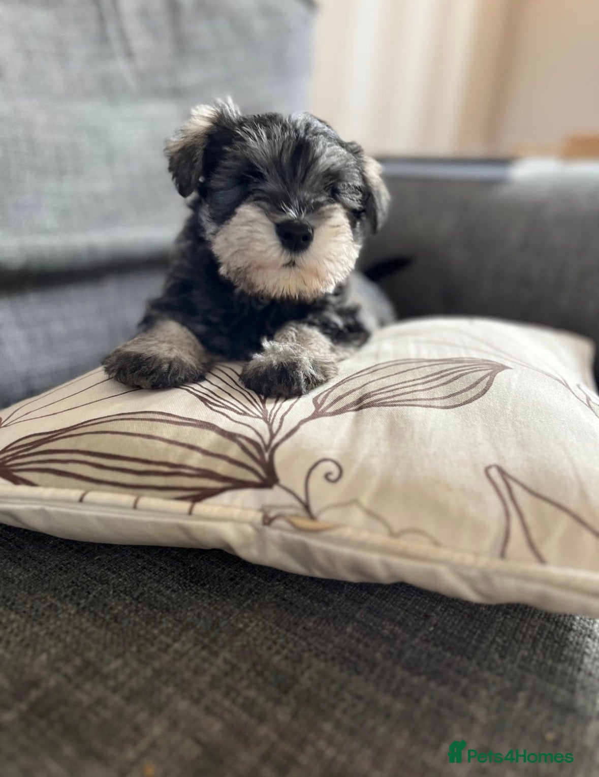 Miniature Schnauzer dogs Pepper and salt White miniature schnauzer pups - Advert 15