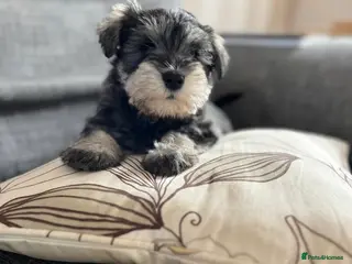 Miniature Schnauzer dogs Pepper and salt White miniature schnauzer pups - Advert 15