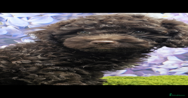 Cockapoo dogs - Advert 12