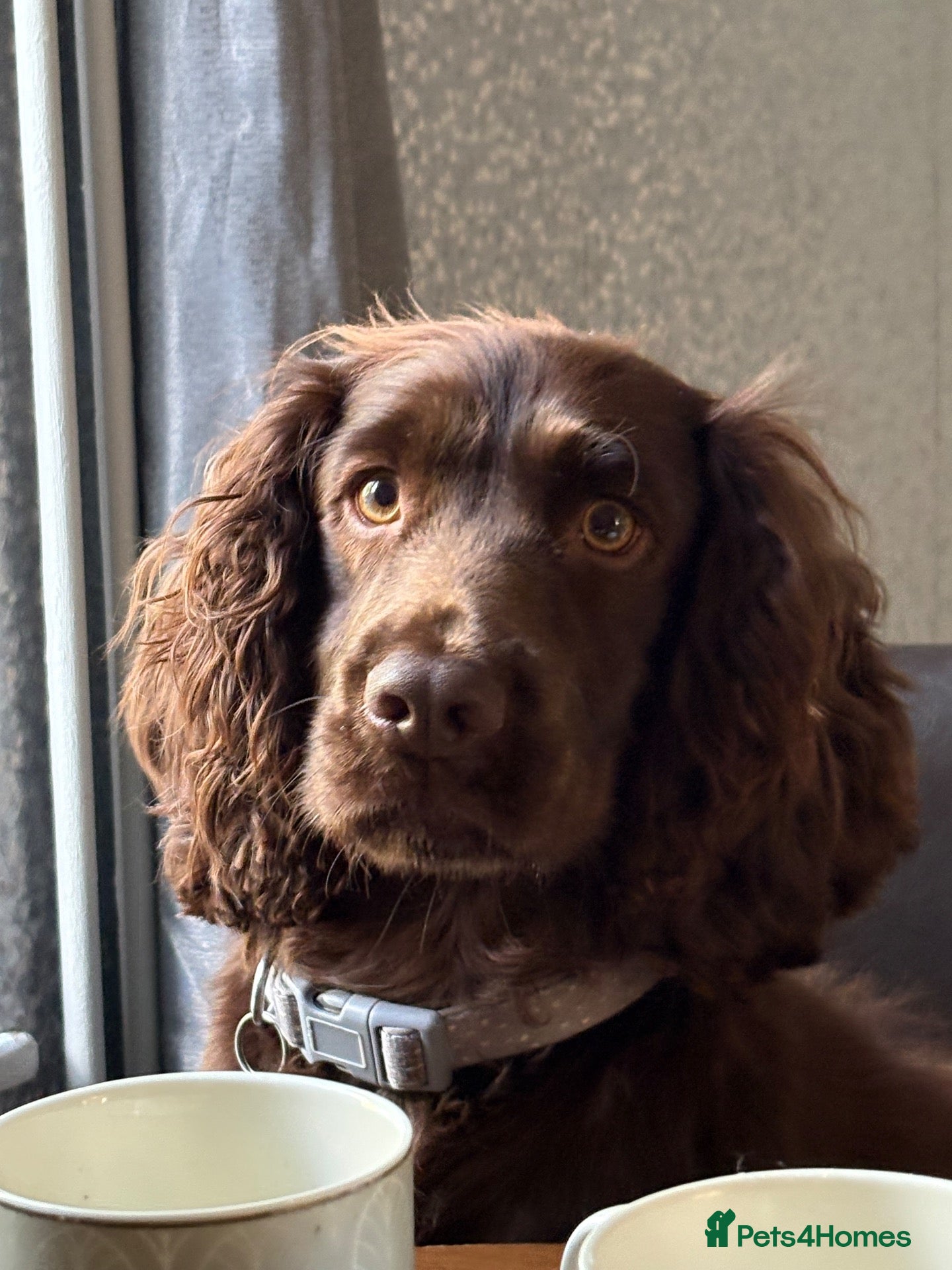 Cocker Spaniel dogs 6 beautiful Cocker spaniel puppies  - Advert 5