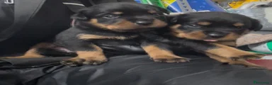 Rottweiler 6