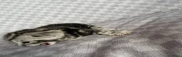 Bengal cats for sale: Grey tabby/bengal - Advert 15