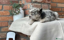 French Bulldog dogs for sale: Fluffy French Bulldog Puppies  - Image 5